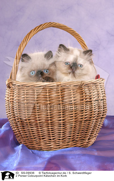 2 Perser Colourpoint Ktzchen im Korb / 2 persian kitten colourpoint in basket / SS-09936