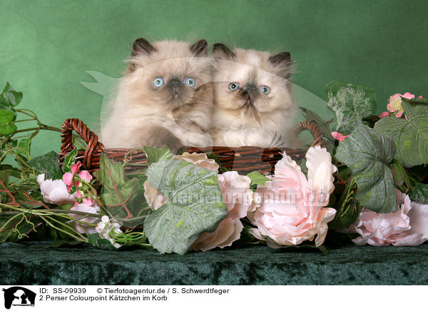 2 Perser Colourpoint Ktzchen im Korb / 2 persian kitten colourpoint in basket / SS-09939
