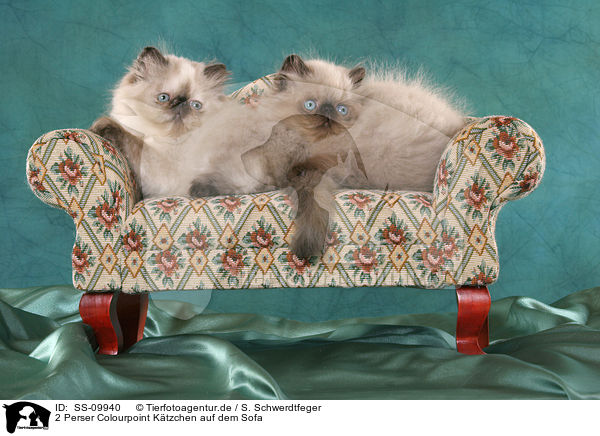 2 Perser Colourpoint Ktzchen auf dem Sofa / 2 persian kitten colourpoint on sofa / SS-09940