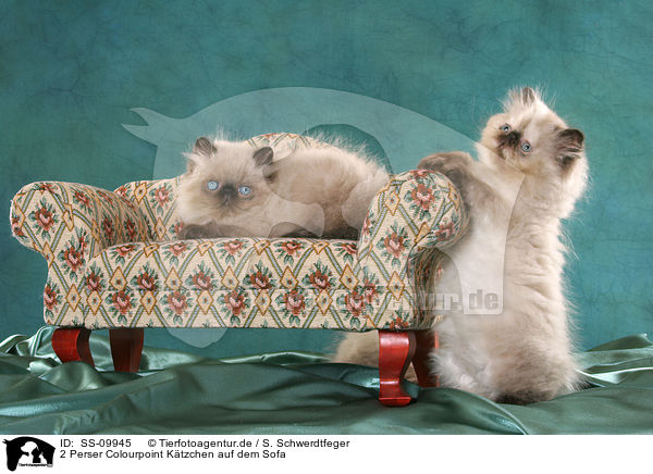 2 Perser Colourpoint Ktzchen auf dem Sofa / 2 persian kitten colourpoint on sofa / SS-09945