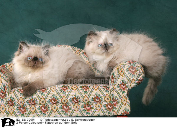 2 Perser Colourpoint Ktzchen auf dem Sofa / 2 persian kitten colourpoint on sofa / SS-09951