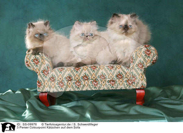 3 Perser Colourpoint Ktzchen auf dem Sofa / 3 Persian Kitten / SS-09976