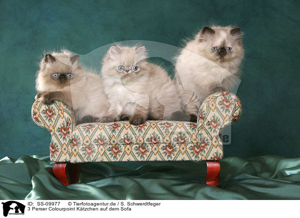 3 Perser Colourpoint Ktzchen auf dem Sofa / 3 Persian Kitten / SS-09977