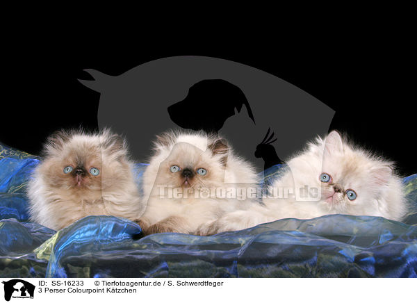 3 Perser Colourpoint Ktzchen / 3 persian kitten colourpoint / SS-16233