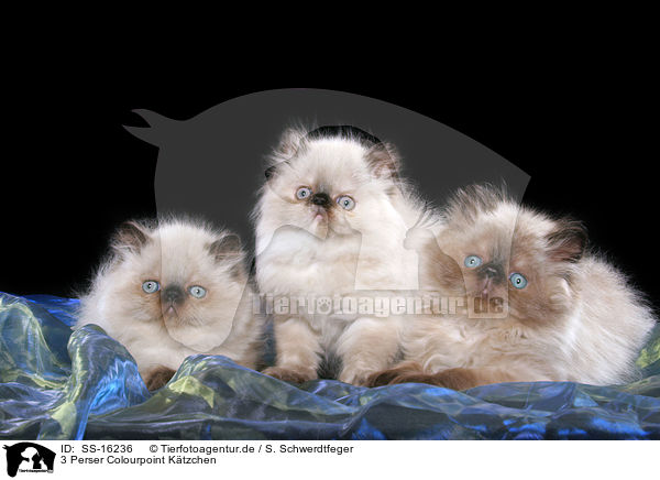 3 Perser Colourpoint Ktzchen / 3 persian kitten colourpoint / SS-16236