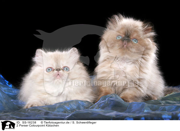 2 Perser Colourpoint Ktzchen / 2 persian kitten colourpoint / SS-16238