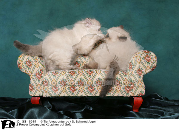 2 Perser Colourpoint Ktzchen auf Sofa / 2 persian kitten colourpoint on sofa / SS-16245