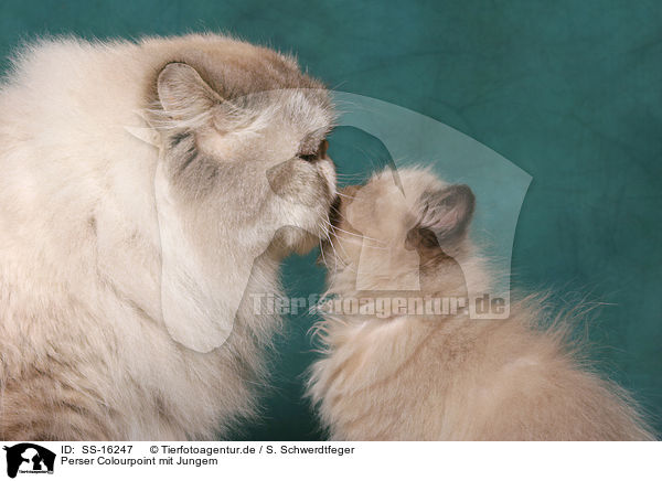 Perser Colourpoint mit Jungem / persian cat colourpoint with kitten / SS-16247