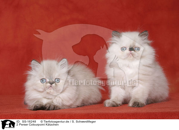 2 Perser Colourpoint Ktzchen / 2 persian kitten colourpoint / SS-16248