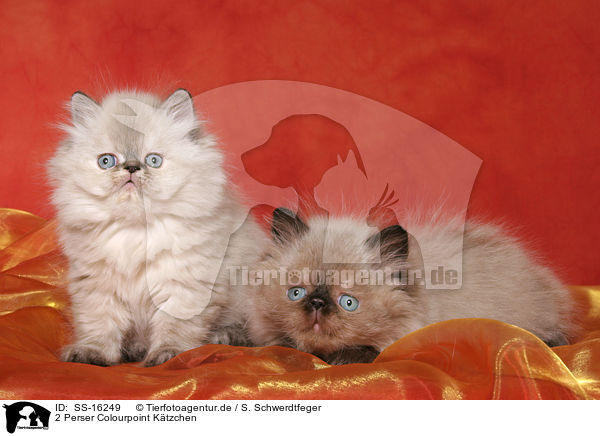 2 Perser Colourpoint Ktzchen / 2 persian kitten colourpoint / SS-16249