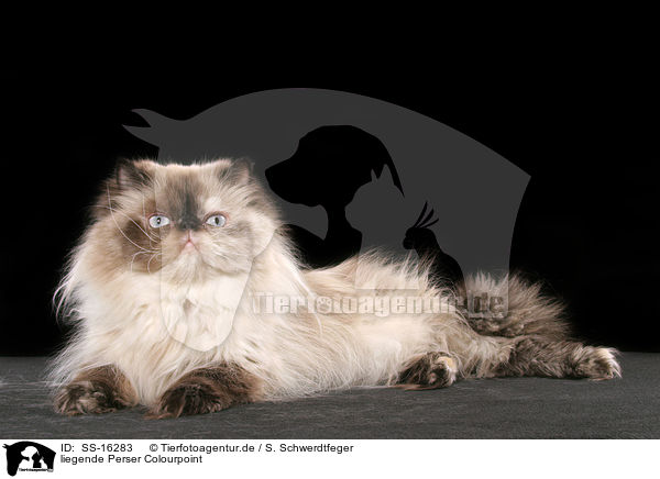 liegende Perser Colourpoint / lying persian cat colourpoint / SS-16283