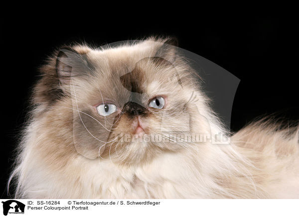 Perser Colourpoint Portrait / persian cat colourpoint portrait / SS-16284