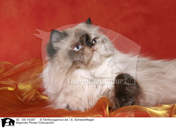 liegende Perser Colourpoint / lying persian cat colourpoint / SS-16287