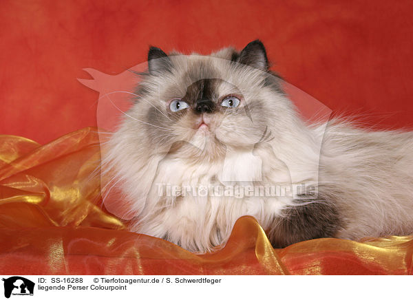 liegende Perser Colourpoint / lying persian cat colourpoint / SS-16288