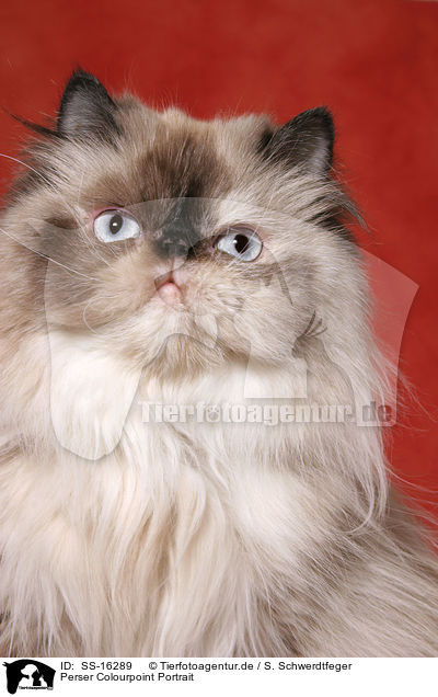 Perser Colourpoint Portrait / lying persian cat colourpoint / SS-16289