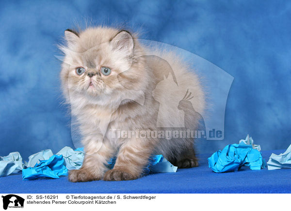 stehendes Perser Colourpoint Ktzchen / standing persian kitten colourpoint / SS-16291