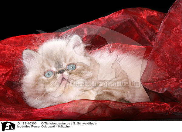 liegendes Perser Colourpoint Ktzchen / liegendes persian kitten colourpoint / SS-16300