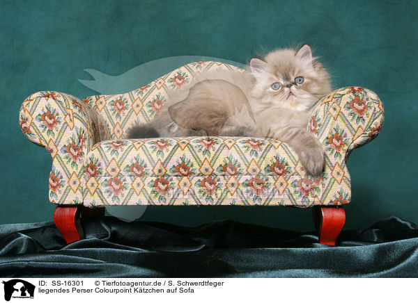 liegendes Perser Colourpoint Ktzchen auf Sofa / liegendes persian kitten colourpoint on sofa / SS-16301