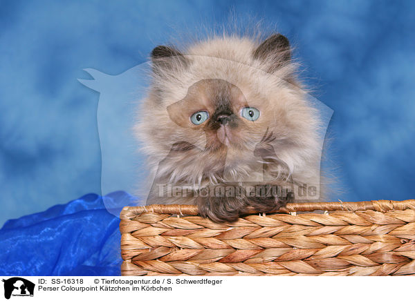 Perser Colourpoint Ktzchen im Krbchen / persian kitten colourpoint in basket / SS-16318