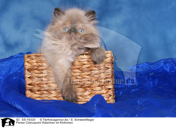 Perser Colourpoint Ktzchen im Krbchen / persian kitten colourpoint in basket / SS-16320