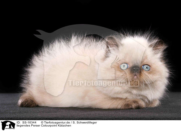 liegendes Perser Colourpoint Ktzchen / lying persian kitten colourpoint / SS-16344