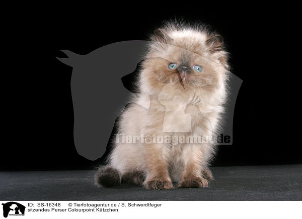 sitzendes Perser Colourpoint Ktzchen / sitting persian kitten colourpoint / SS-16348