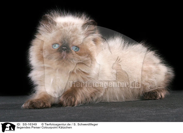 liegendes Perser Colourpoint Ktzchen / lying persian kitten colourpoint / SS-16349