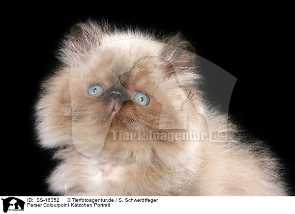 Perser Colourpoint Ktzchen Portrait / persian kitten colourpoint portrait / SS-16352