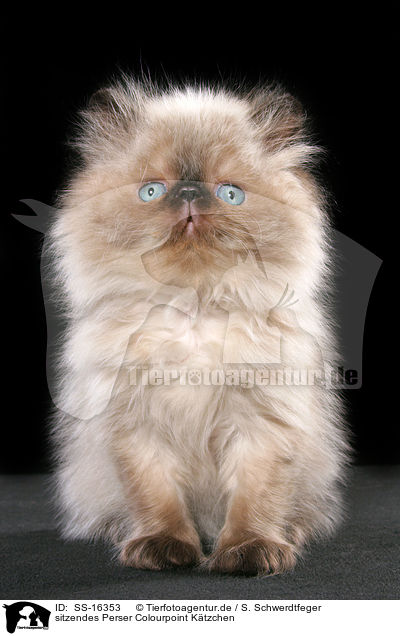 sitzendes Perser Colourpoint Ktzchen / sitting persian kitten colourpoint / SS-16353