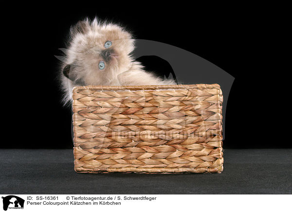 Perser Colourpoint Ktzchen im Krbchen / persian kitten colourpoint in basket / SS-16361