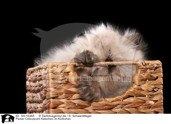 Perser Colourpoint Ktzchen im Krbchen / pepersian kitten colourpoint in basket / SS-16365