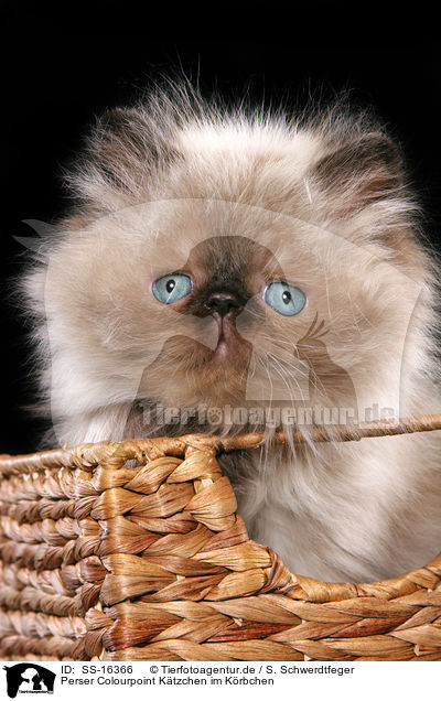 Perser Colourpoint Ktzchen im Krbchen / persian kitten colourpoint in basket / SS-16366