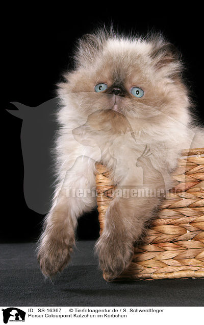 Perser Colourpoint Ktzchen im Krbchen / persian kitten colourpoint in basket / SS-16367