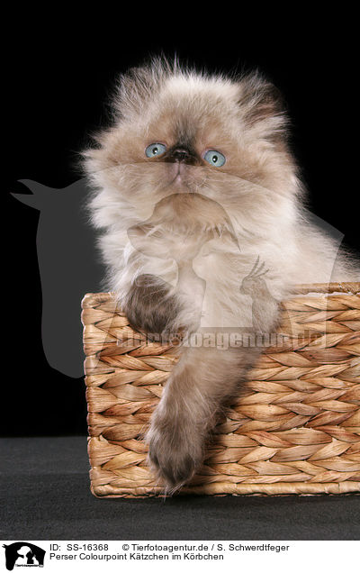 Perser Colourpoint Ktzchen im Krbchen / persian kitten colourpoint in basket / SS-16368