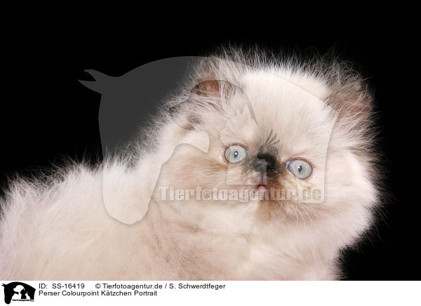 Perser Colourpoint Ktzchen Portrait / persian kitten colourpoint portrait / SS-16419