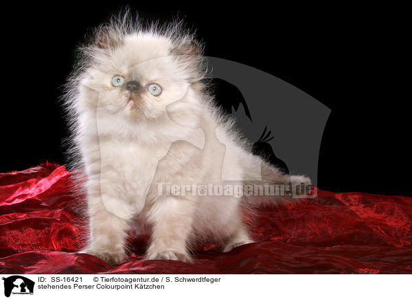 stehendes Perser Colourpoint Ktzchen / sitting persian kitten colourpoint / SS-16421