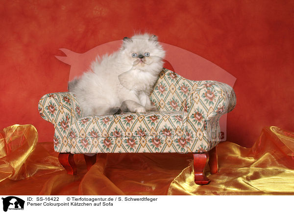 Perser Colourpoint Ktzchen auf Sofa / persian kitten colourpoint on sofa / SS-16422