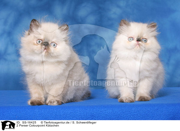 2 Perser Colourpoint Ktzchen / 2 persian kitten colourpoint / SS-16425