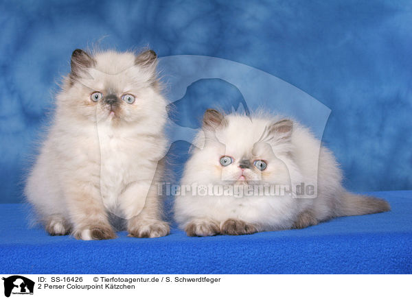 2 Perser Colourpoint Ktzchen / 2 persian kitten colourpoint / SS-16426