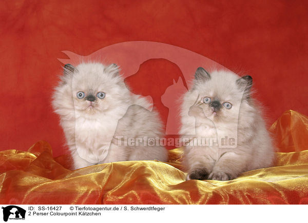 2 Perser Colourpoint Ktzchen / 2 persian kitten colourpoint / SS-16427