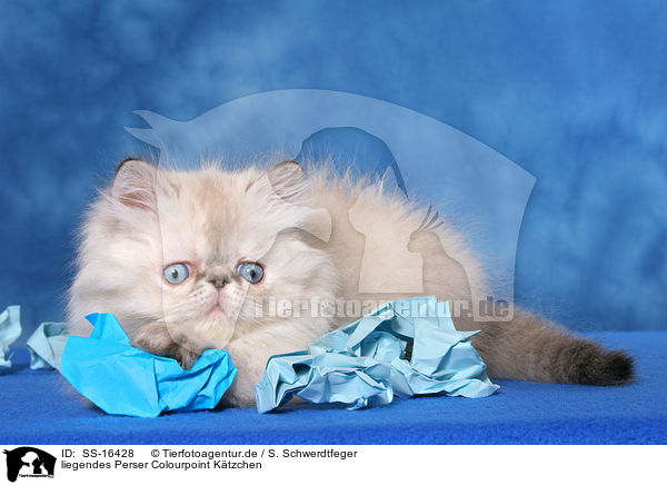 liegendes Perser Colourpoint Ktzchen / lying persian kitten colourpoint / SS-16428