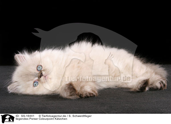 liegendes Perser Colourpoint Ktzchen / lying persian kitten colourpoint / SS-16441