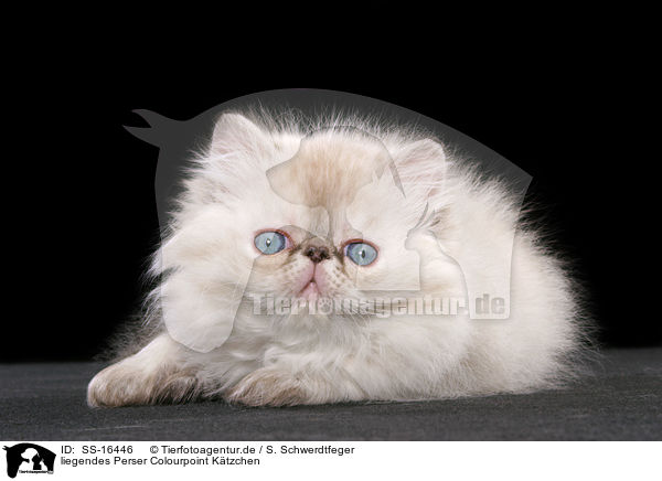 liegendes Perser Colourpoint Ktzchen / lying persian kitten colourpoint / SS-16446