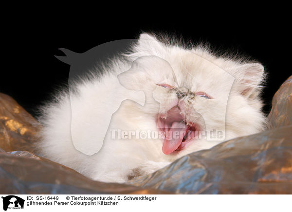 ghnendes Perser Colourpoint Ktzchen / yawning persian kitten colourpoint / SS-16449