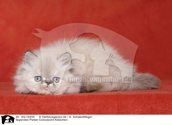 liegendes Perser Colourpoint Ktzchen / lying persian kitten colourpoint / SS-16455