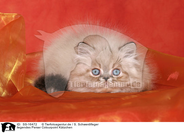 liegendes Perser Colourpoint Ktzchen / lying persian kitten colourpoint / SS-16472
