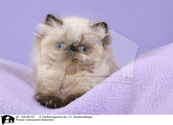 Perser Colourpoint Ktzchen / Perser Colourpoint Kitten / SS-46157