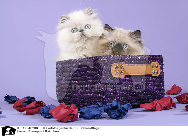 Perser Colourpoint Ktzchen / Perser Colourpoint Kitten / SS-46208