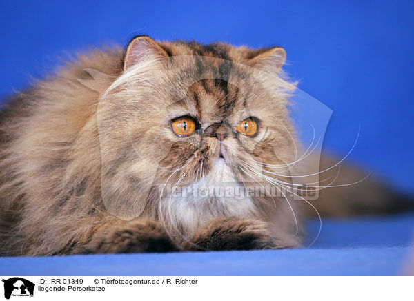 liegende Perserkatze / lying persian cat / RR-01349