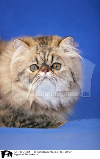 liegende Perserkatze / lying persian cat / RR-01364